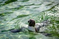 Swimming penguin Royalty Free Stock Photo