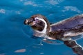 Swimming Penguin - Humboldt penguin Spheniscus humboldti.Close up Royalty Free Stock Photo