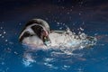 Swimming Penguin - Humboldt penguin Spheniscus humboldti.Close up Royalty Free Stock Photo