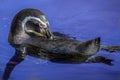 Swimming Penguin - Humboldt penguin Spheniscus humboldti.Close up Royalty Free Stock Photo