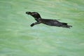 Swimming penguin