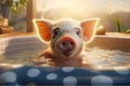 Swimming piglet in a pool swimming