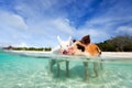 Swimming pigs of Exuma Royalty Free Stock Photo