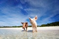 Swimming pigs of Exuma