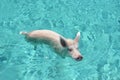 Swimming pigs of Exuma Cays, Bahamas Royalty Free Stock Photo