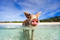 Swimming pigs of Exuma Royalty Free Stock Photo