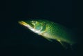 Swimming pike Royalty Free Stock Photo