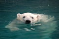 Swimming polar bear 2