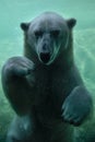 Swimming Polar Bear Close Up Vertical Underwater Royalty Free Stock Photo