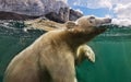 Swimming polar bear cub