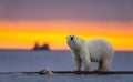 A swimming polar bear a polar bear facing the camera under sunset Royalty Free Stock Photo