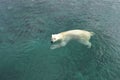 Swimming polar bear Royalty Free Stock Photo