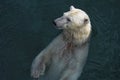 Swimming polar bear Royalty Free Stock Photo