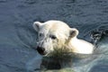 Swimming polar bear Royalty Free Stock Photo