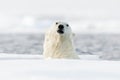 Swimming polar bears, head above water surface. Polar bear with drift ice with snow. Dangerous animal from Svalbard, Norway. Actio