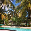 Swimming pool with blue water and green palms