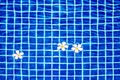 Swimming pool blue water surface background, floating plumeria frangipani flowers, summer holidays, vacation, spa relax, beauty