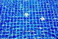 Swimming pool blue water surface background, floating plumeria frangipani flowers, summer holidays, vacation, spa relax, beauty