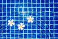 Swimming pool blue water surface background, floating plumeria frangipani flowers, summer holidays, vacation, spa relax, beauty Royalty Free Stock Photo