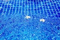 Swimming pool blue water surface background, floating plumeria frangipani flowers, summer holidays, vacation, spa relax, beauty Royalty Free Stock Photo