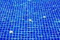 Swimming pool blue water surface background, floating plumeria frangipani flowers, summer holidays, vacation, spa relax, beauty