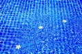 Swimming pool blue water surface background, floating plumeria frangipani flowers, summer holidays, vacation, spa relax, beauty