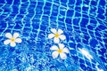 Swimming pool blue water surface background, floating white plumeria frangipani flowers, poolside, summer holidays, vacation Royalty Free Stock Photo