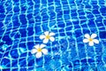 Swimming pool blue water surface background, floating white plumeria frangipani flowers, poolside, summer holidays, vacation Royalty Free Stock Photo