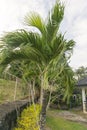 Swimming pool complex lush undergrowth