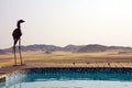 The swimming pool overloking the desert Royalty Free Stock Photo