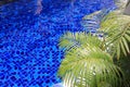 Swimming pool with palm plants Royalty Free Stock Photo