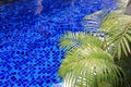 Swimming pool with palm plants