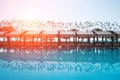 Swimming pool with sunshades and lounge chair Royalty Free Stock Photo