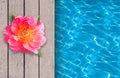 Swimming pool, wooden deck and beautiful flower