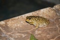 Swimming pools are not for toads