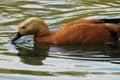 Swimming Ruddy shelduck Royalty Free Stock Photo