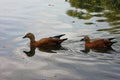 Swimming Ruddy shelducks Royalty Free Stock Photo