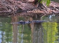 Swimming saltwater crocodile,queensland,australia Royalty Free Stock Photo