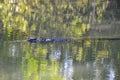 Swimming saltwater crocodile,queensland,australia Royalty Free Stock Photo