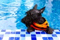 Swimming Schnauzer breed dog