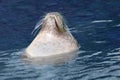 Swimming sea lion at sun bathing