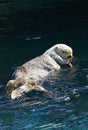 Swimming Sea Otter