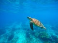 Swimming sea turtle in blue water. Sea tortoise snorkeling photo. Cute green turtle closeup. Royalty Free Stock Photo