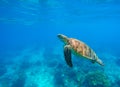 Swimming sea turtle in blue water. Sea tortoise snorkeling photo. Cute green turtle photo. Royalty Free Stock Photo