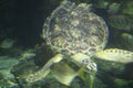 Sea Turtle Underwater With Fish Royalty Free Stock Photo