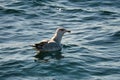 a swimming seagull in the Baltic Sea. Close up of the big bird