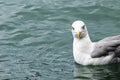 swimming seagull with gray feathers on its wings in a transparent clean sea