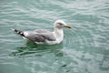 swimming seagull with gray feathers on its wings in a transparent clean sea before