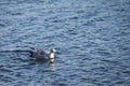 Swimming seagull