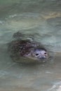 Swimming seal Royalty Free Stock Photo
